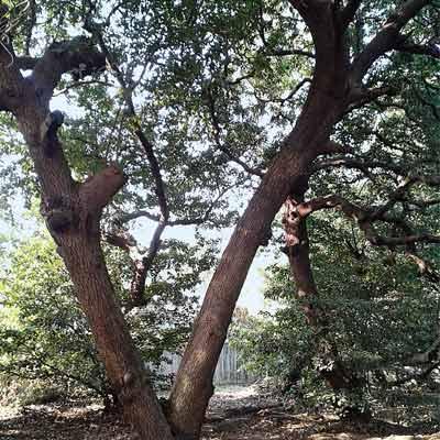 Concretisation across Navi Mumbai is leading to the loosening of soil and uprooting of trees.